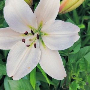 Meet your Posher, Madilyn